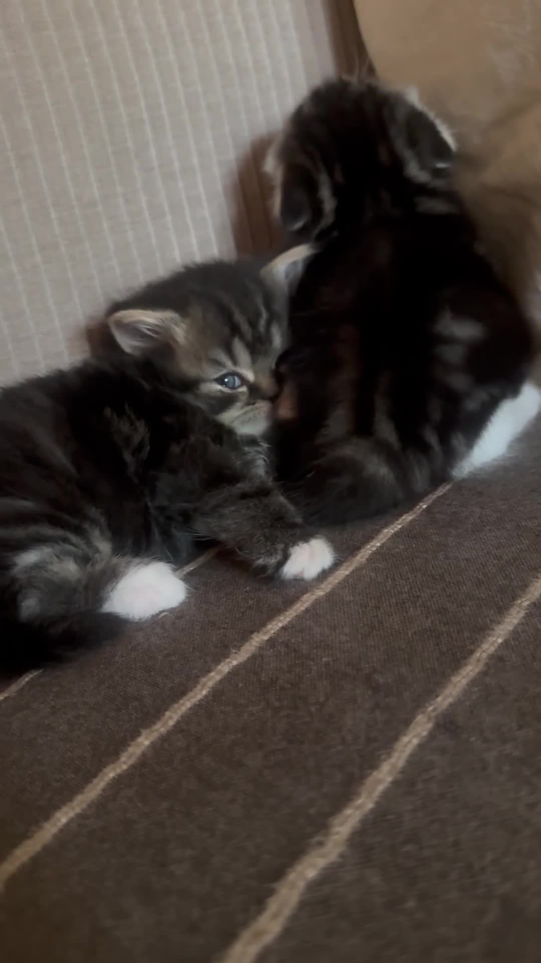 Scottish gatti in vendita: Highland Scottish  - Video 1