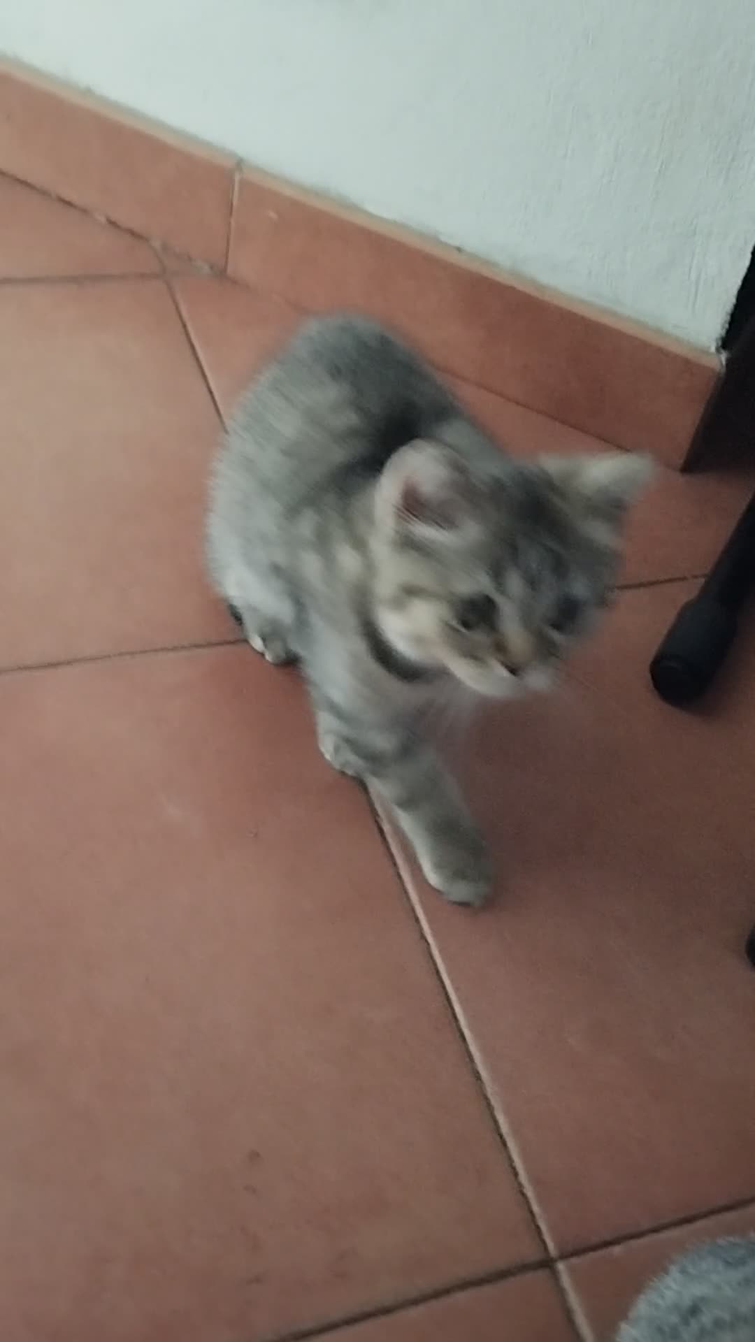 Scottish gatti in vendita: Cuccioli scottish straight 3 mesi  - Video 1