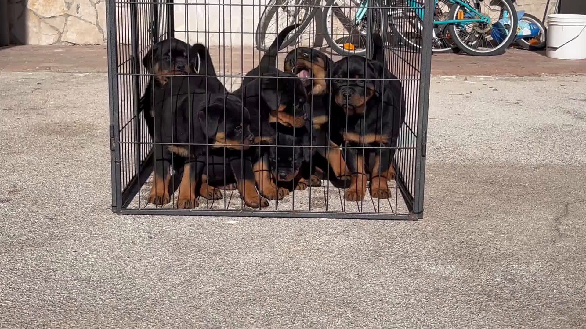 Rottweiler cani in vendita: Rottweiler napoli - Video 1