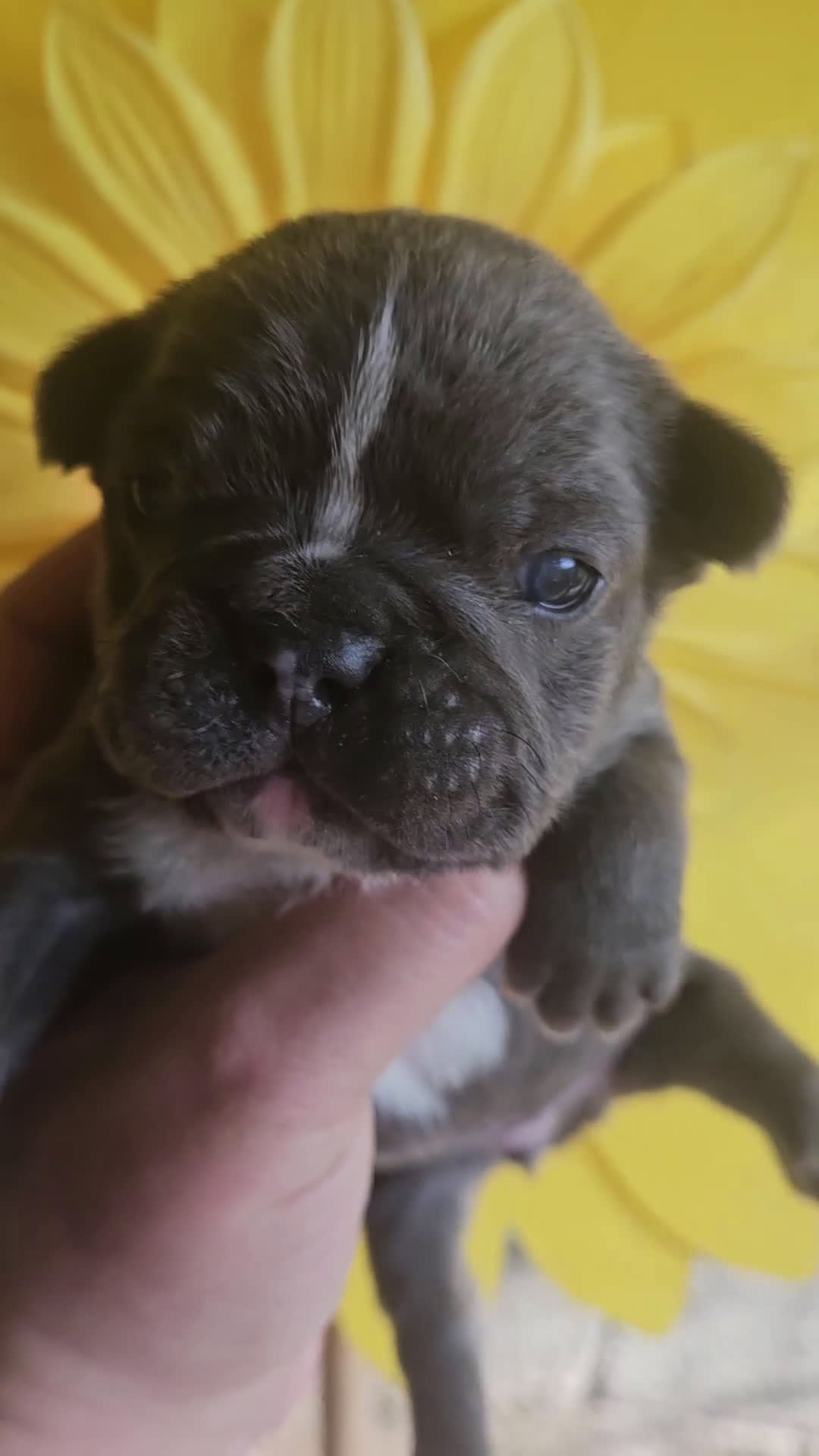 Bulldog Francese cani in vendita: Bulldog francese esotici - Video 3