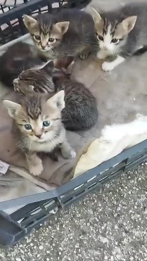 Europeo gatti in vendita: Gattini tigrati  - Video 1