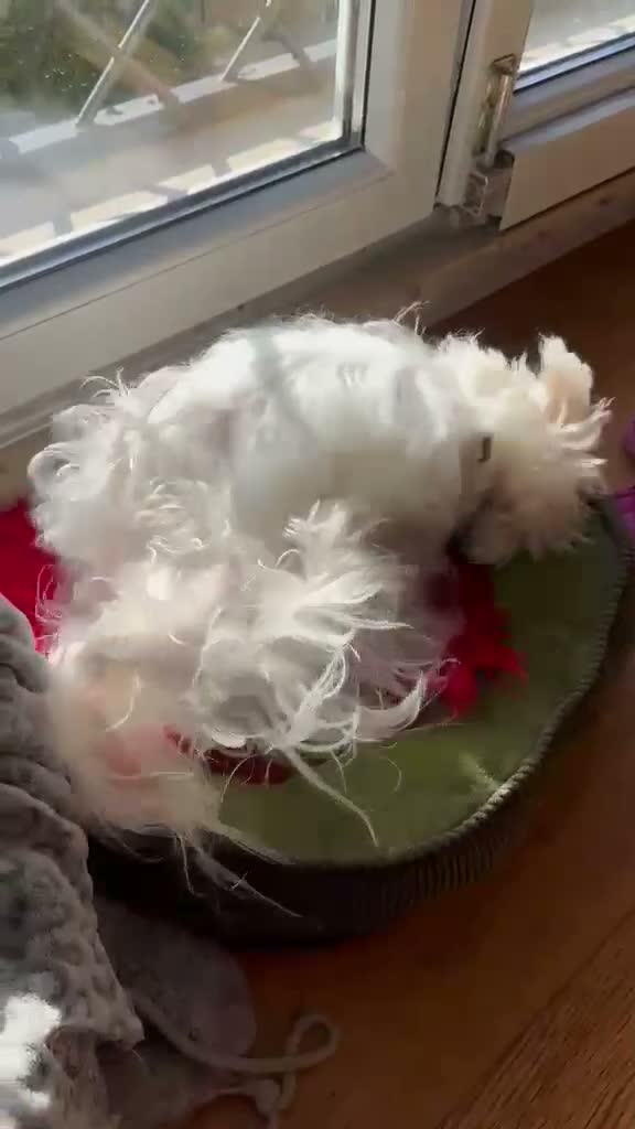 Maltese cani in vendita: Maltese MiniToy - Video 1