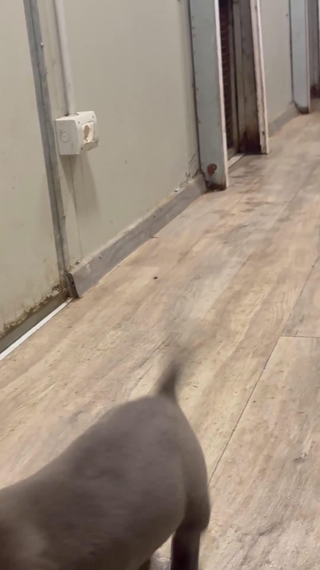 Pitbull cani in vendita: Cuccioli Pit Bull con pedigree anche a rate! - Video 2