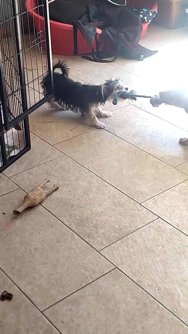 Meticcio cani in regalo: CUCCIOLA TG PICCOLA - Video 2