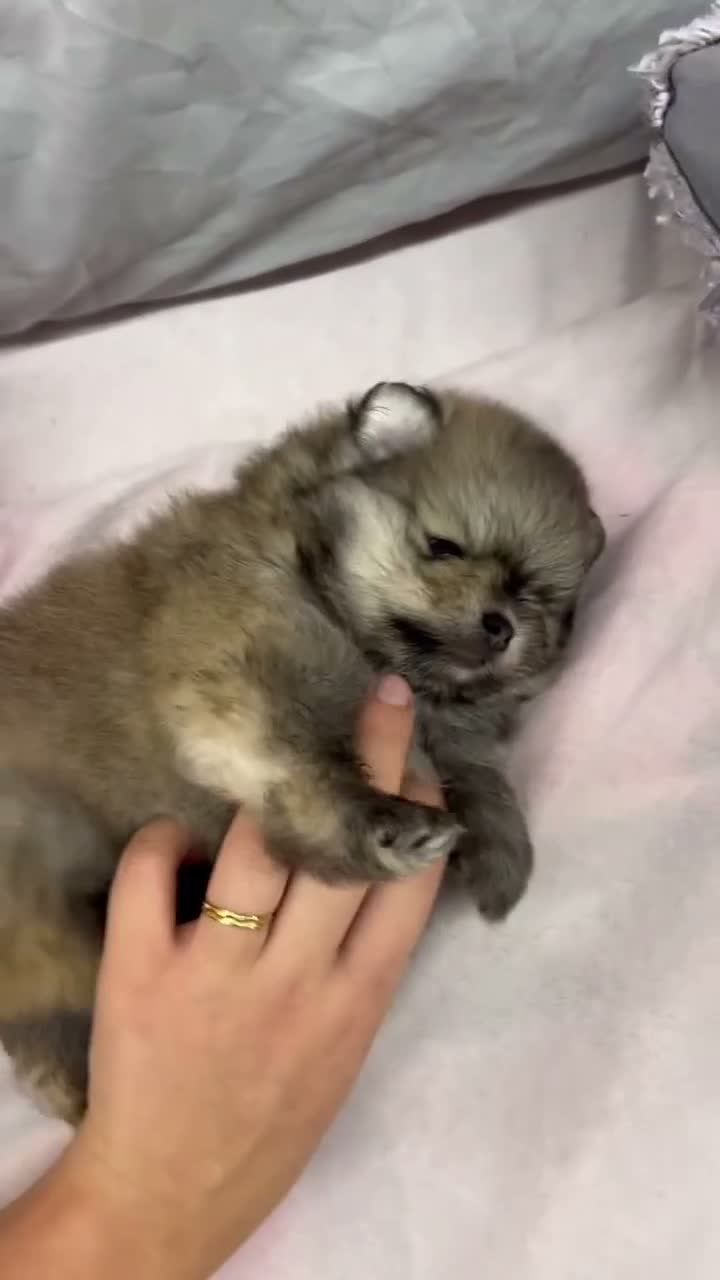 Spitz cani in vendita: Pomerania Spitz tedesco nano  a Città metropolitana di Roma Capitale - Video 1