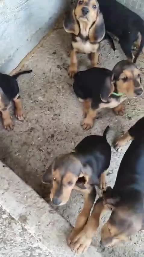 Segugio cani in vendita: Segugio Italiano - Video 2