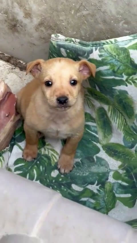 Meticcio cani in regalo: FLIX 💙 - cucciolo taglia piccola cerca casa 🥰 - Video 1