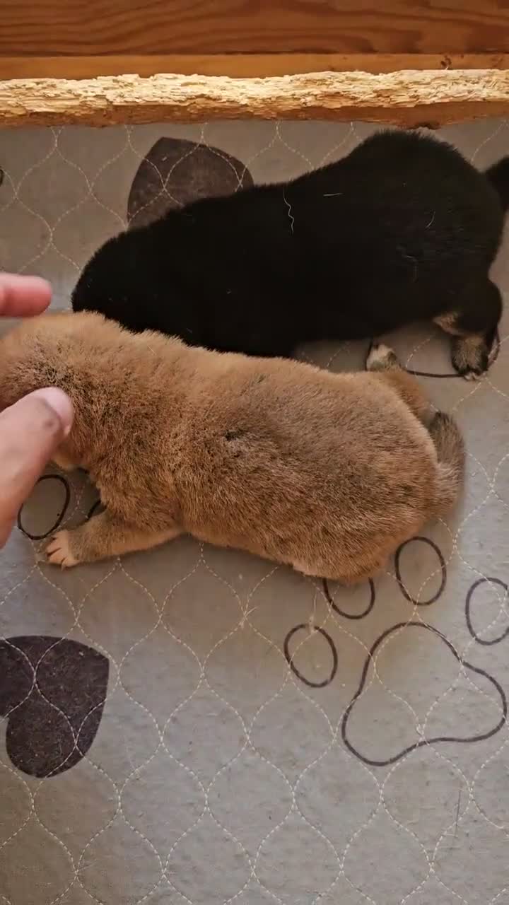 Shiba Inu cani in vendita: Shiba inu a Città Metropolitana di Bologna - Video 1