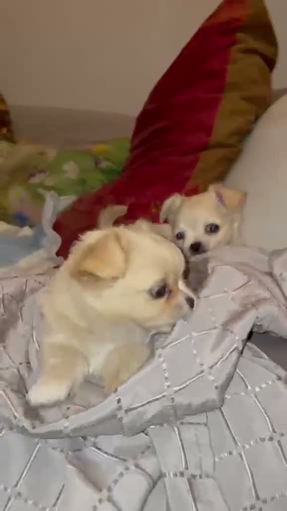 Chihuahua cani in vendita: Cuccioli di Chihuahua - Video 1