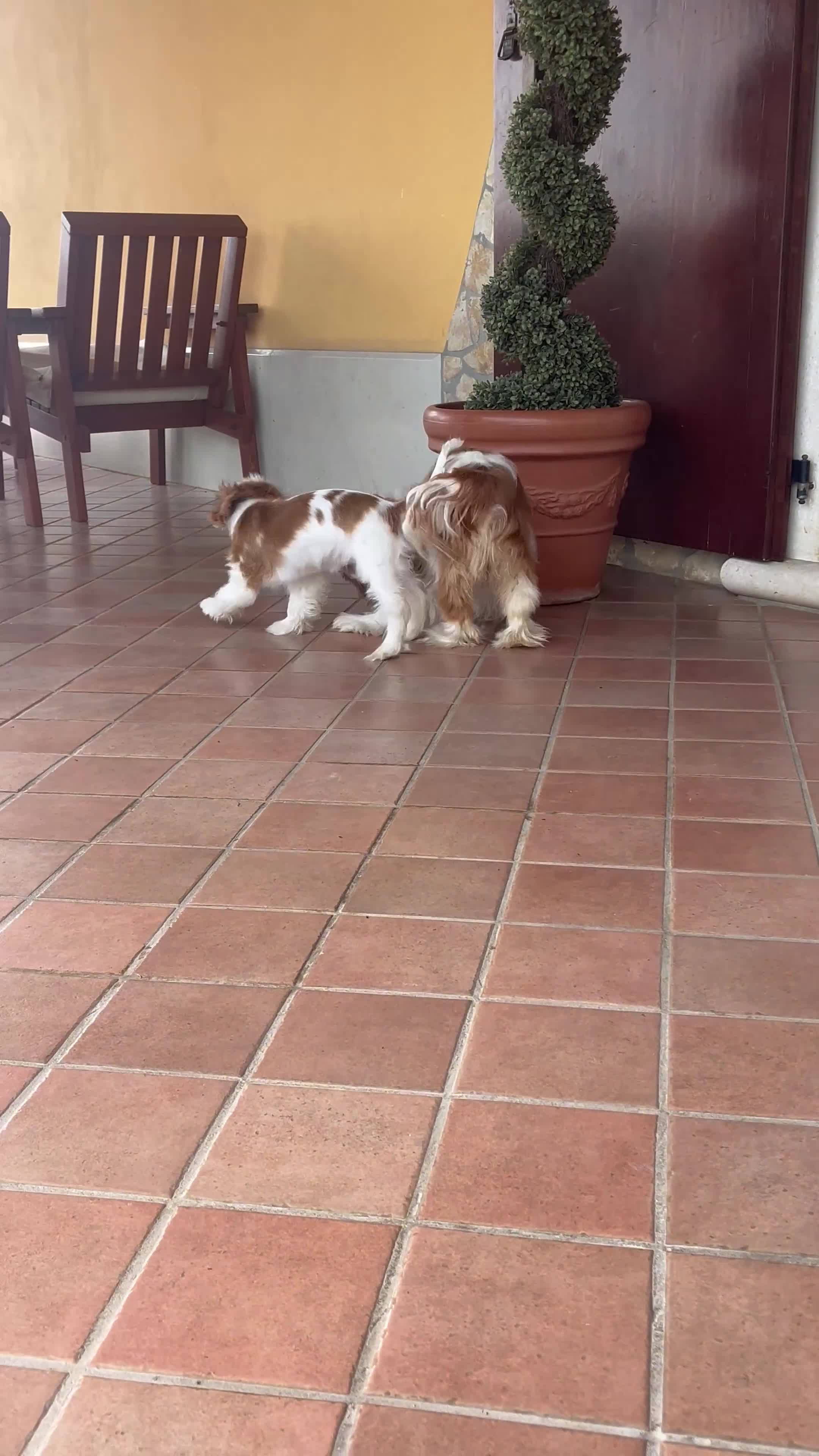 Cavalier King cani in vendita: Cuccioli di Cavalier king altamente selezionati  a Provincia di Vicenza - Video 1