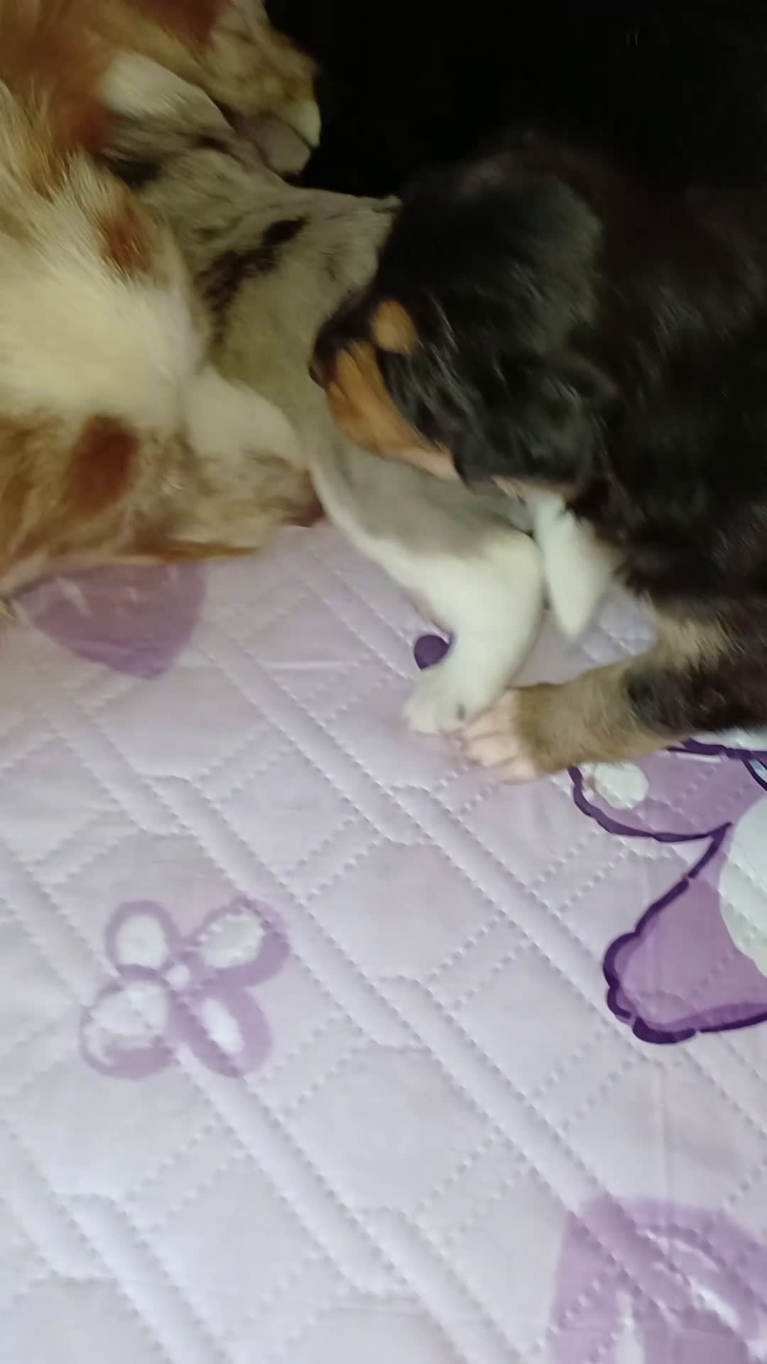 Border Collie cani in vendita: Crazy Colors - Video 1