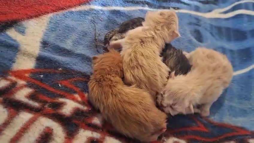 Persiano gatti in vendita: Persiani ipertipico - Video 1