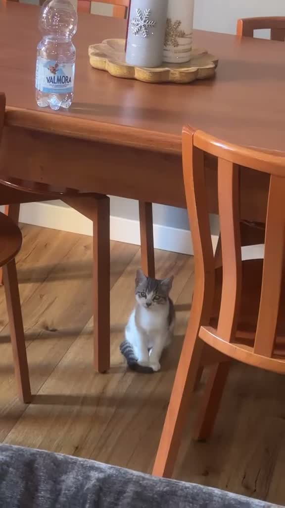 Altre razze gatti in regalo: GATTINA GIOCHERELLONA  - Video 2