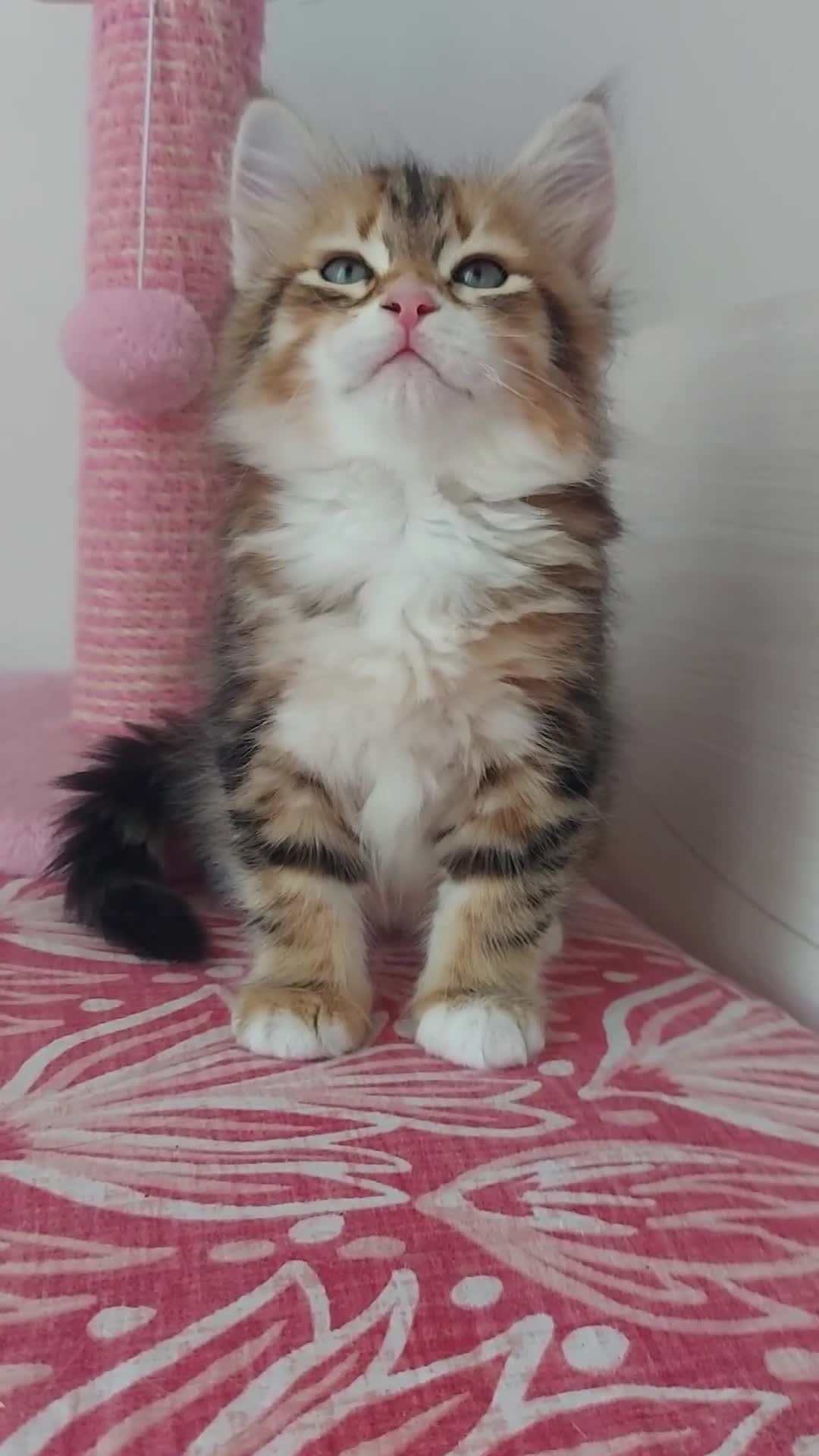 Siberiano gatti in vendita: Cucciolo Siberiano Certificato  - Video 1