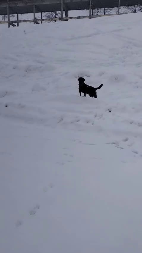 Labrador cani per accoppiamento: cerco femmina per accoppiamento - Video 1