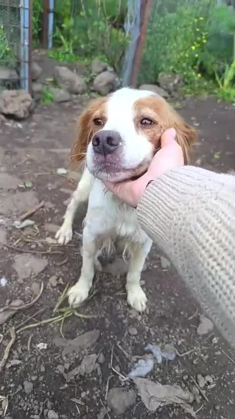 Breton cani in regalo: Brigitte, Breton in canile - Video 1