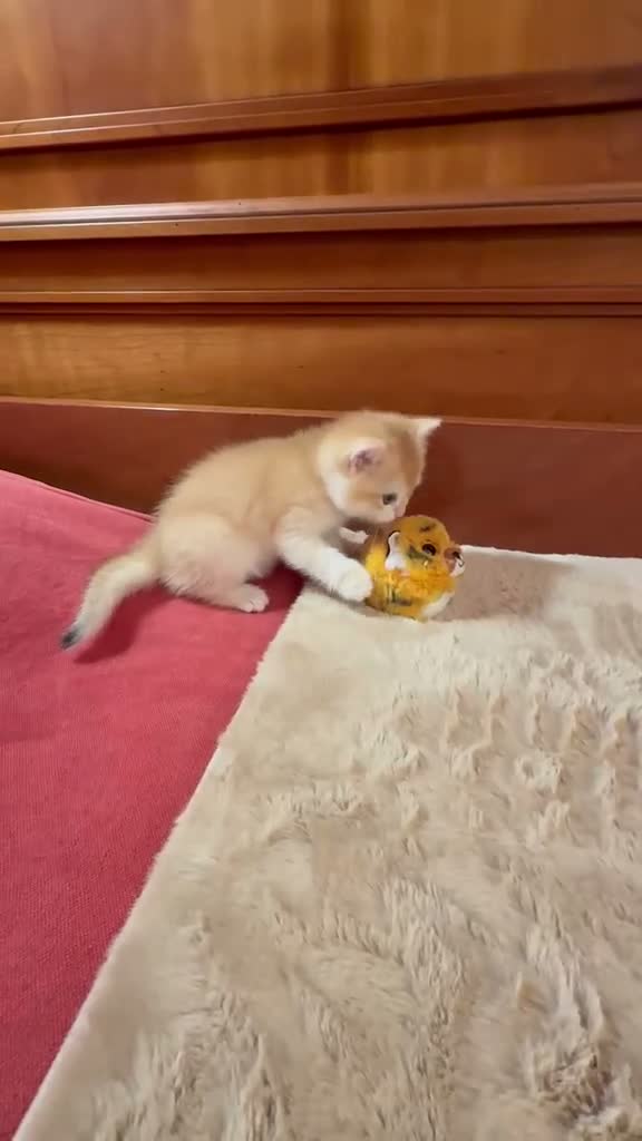 British gatti in vendita: British Shorthair golden chell ny12 - Video 1