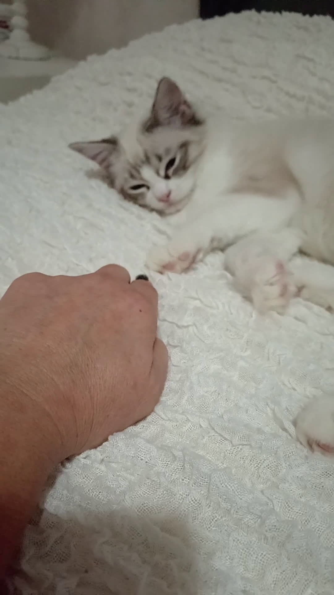 Ragdoll gatti in vendita: Ragdoll con Pedigree  - Video 1