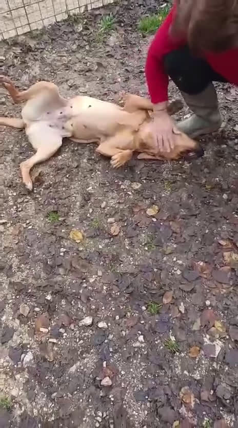 Meticcio cani in regalo: LA TENERA AMERICA - Video 1