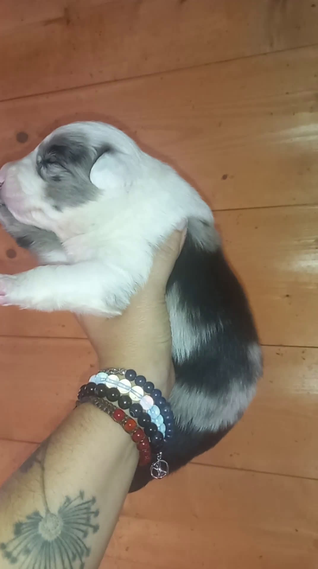 Border Collie cani in vendita: Ultimo maschietto border collie blu merle - Video 1