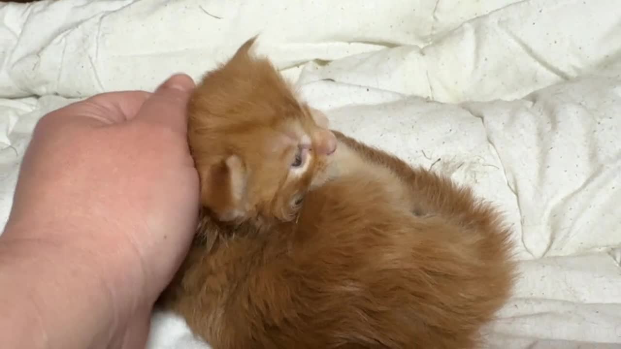 Maine Coon gatti in vendita: Maschio manto rosso maine coon AustinXHvitt Lys  - Video 2