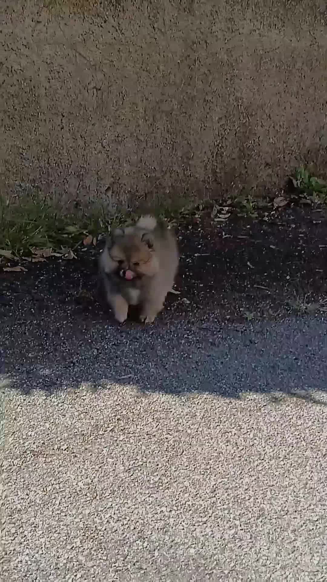 Volpino Italiano cani in vendita: Volpino Italiano Maschio Pedigree  - Video 3