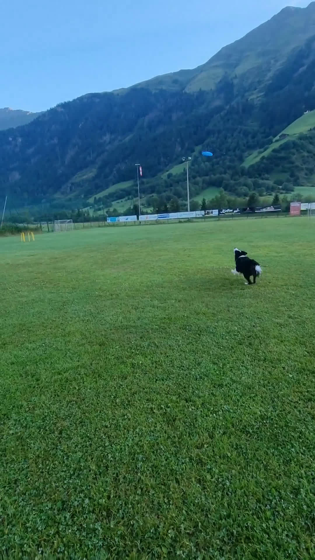 Bearded Collie cani per accoppiamento: border collie per monta - Video 1