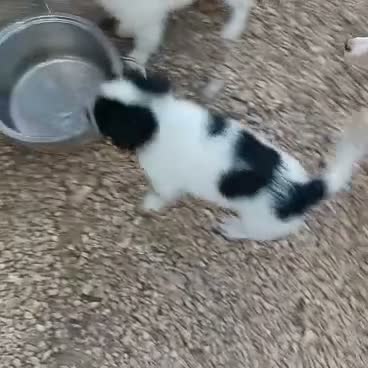 Meticcio cani in regalo: IL MORBIDO E DOLCE DUPLO a Città metropolitana di Roma Capitale - Video 1