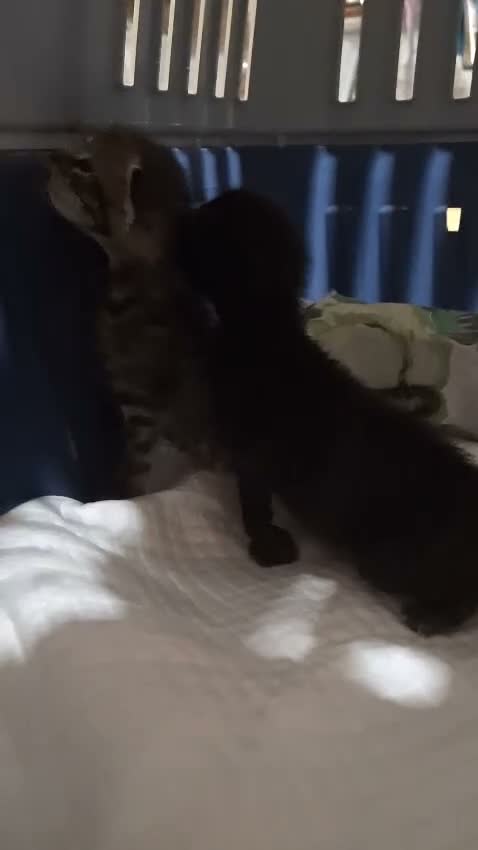 Europeo gatti in regalo: Coppia di gattini fratellini maschio e femmina  - Video 3