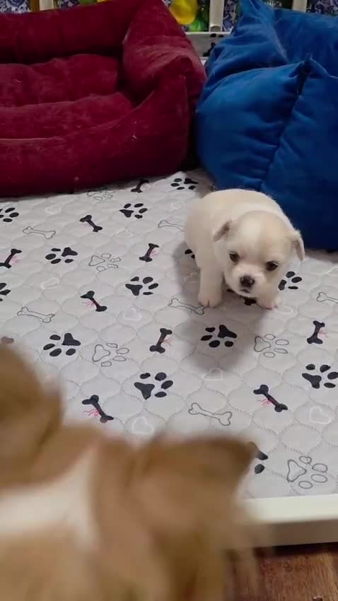 Chihuahua cani in vendita: Cuccioli di chihuahua disponibili - Video 1