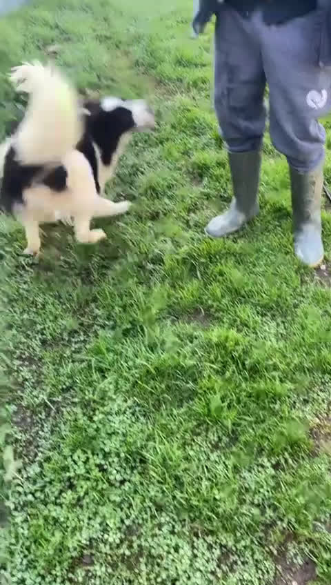 Border Collie cani in regalo: IL DOLCISSIMO SUGAR CERCA CASA - Video 1