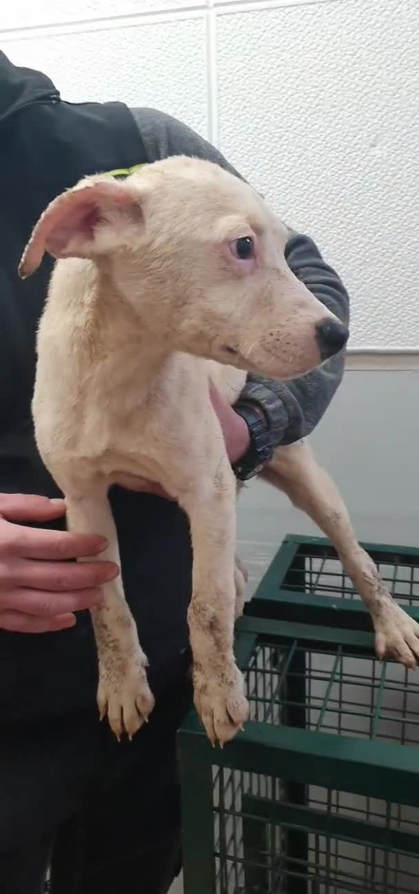 Labrador cani in regalo: Lucia femmina di simil Labrador - Video 1