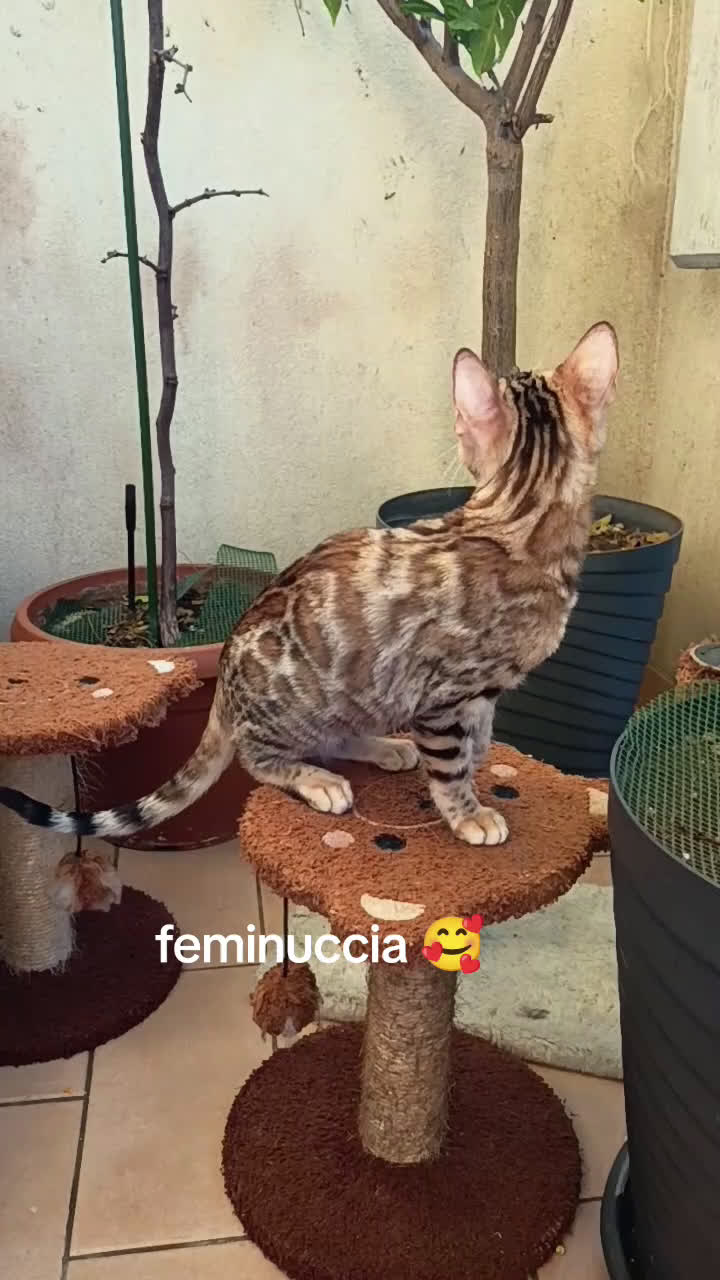 Bengala gatti in vendita: cucioli bengala  - Video 1
