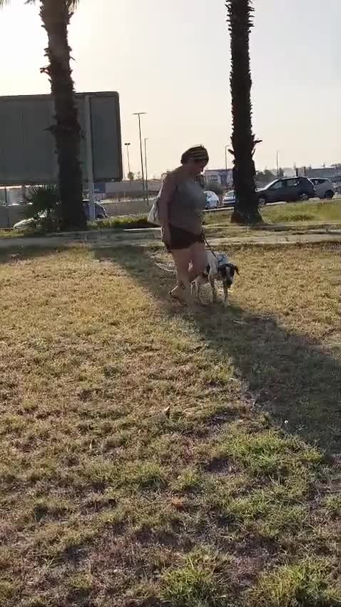 Meticcio cani in regalo: Noah meticcio  in adozione a Libero consorzio comunale di Trapani - Video 1