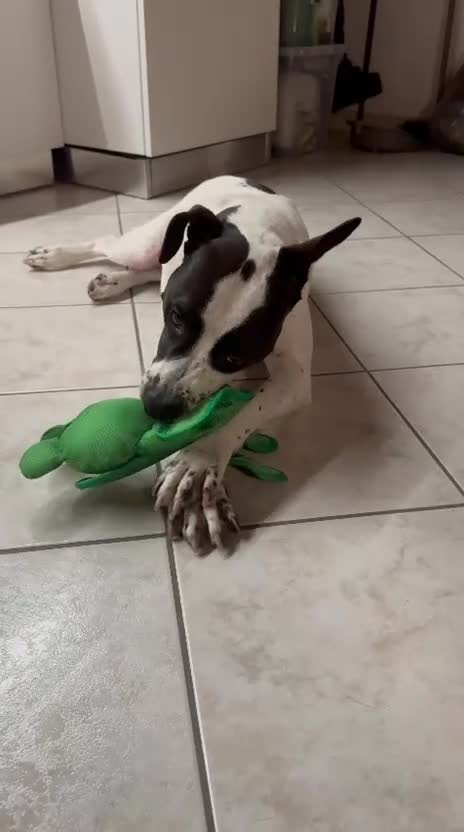 Meticcio cani in regalo:  2anni mix molossina il 27/6 torna al sud.TREVISO - Video 5