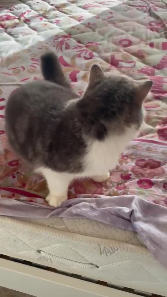 Exotic Shorthair gatti in regalo: EXOTIC SHORTHAIR  - Video 2