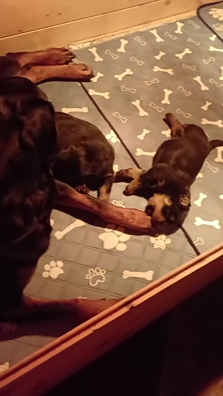 Rottweiler cani in vendita: Cuccioli rotweiler in vendita  - Video 1