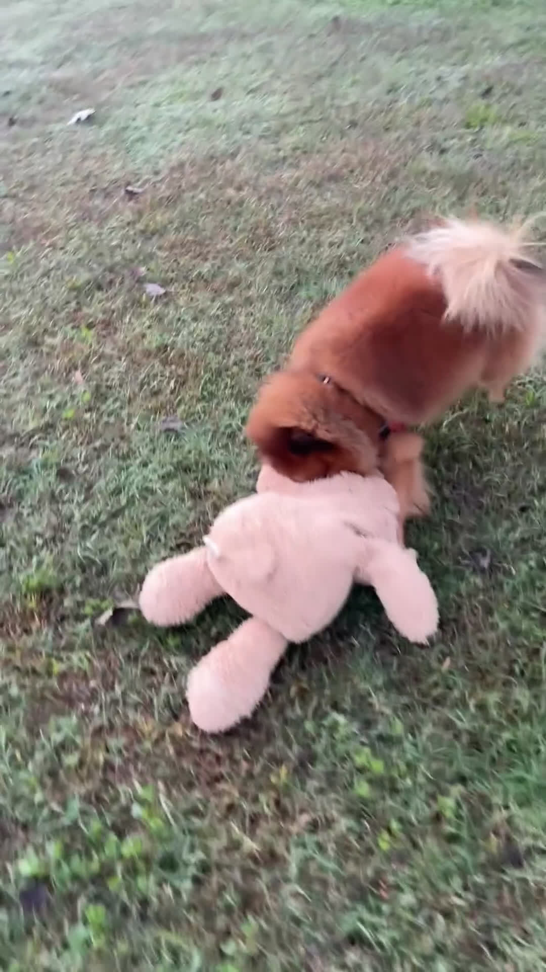 Volpino Pomerania cani per accoppiamento: Volpino Pomerania disponibile per accoppiamento  - Video 1