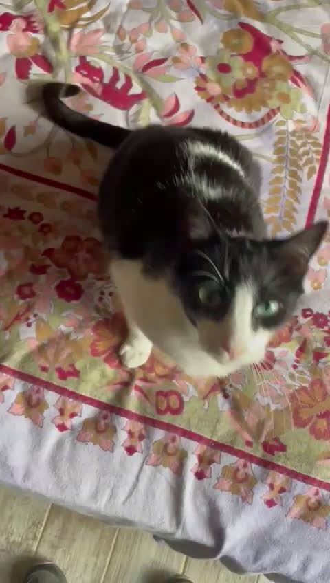 Europeo gatti in regalo: GATTINA SFORTUNATA - Video 1