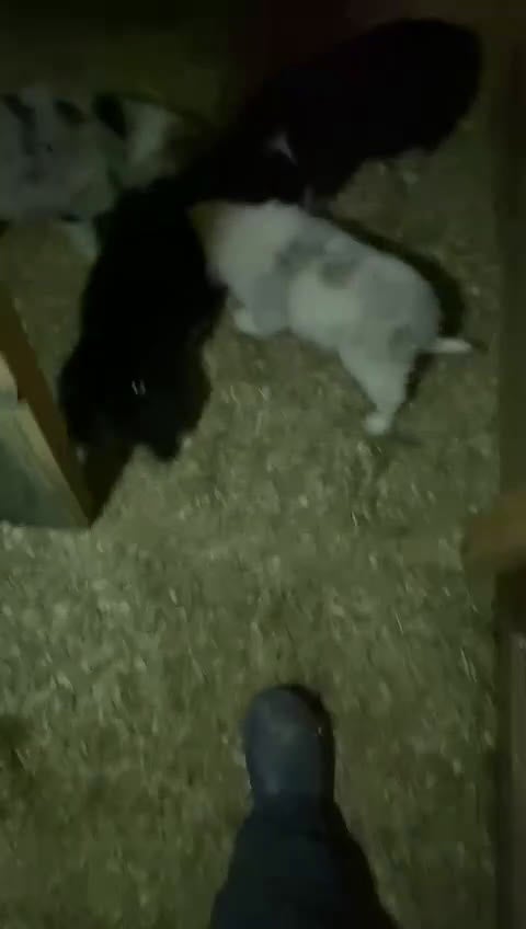 Border Collie cani in vendita:  Cucciolo di Border Collie  - Video 3