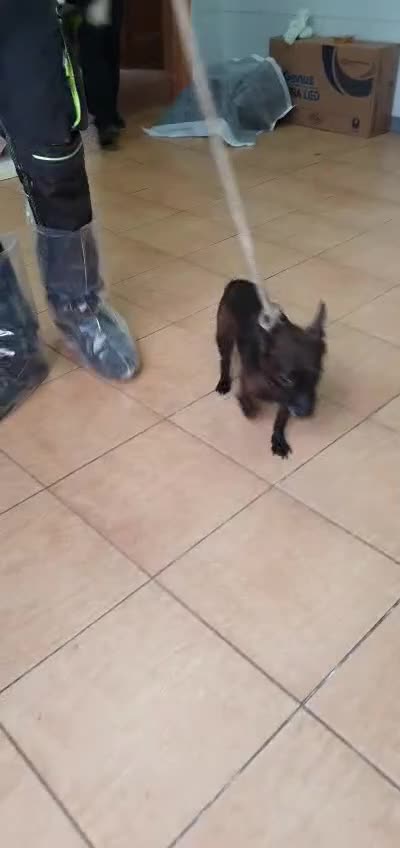 Chihuahua cani in regalo: Maya, Chihuahua/Pinscher Mix in canile a Rovigo - Video 3