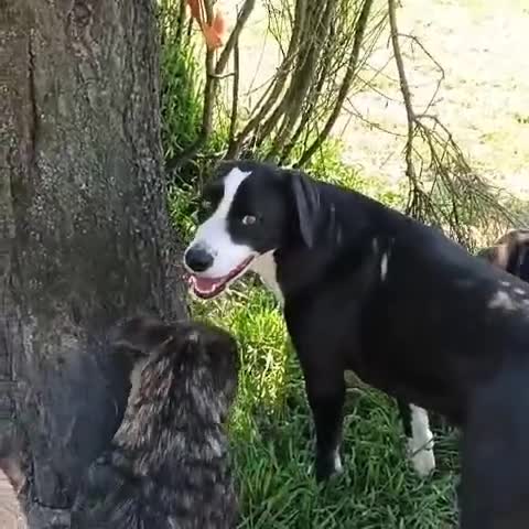 Meticcio cani in regalo: Leo aspetta da due anni e continua a sperare... a Provincia di Pavia - Video 1