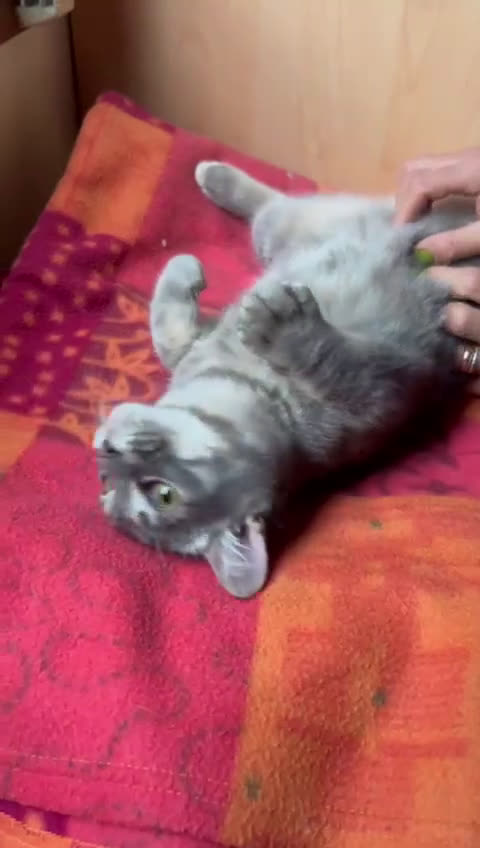 Europeo gatti in regalo: MISTRAL CERCA CASA ❤️ - Video 1