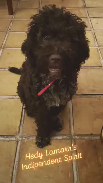 Lagotto cani in vendita: Cucciola di Lagotto Romagnolo con Pedigree  a Provincia di Chieti - Video 1
