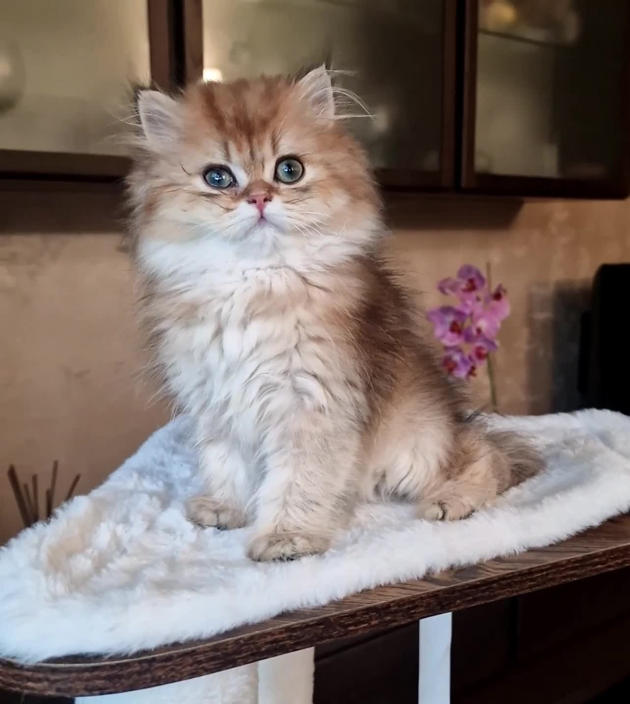 British gatti in vendita: British longhair Golden Maschio  - Video 1