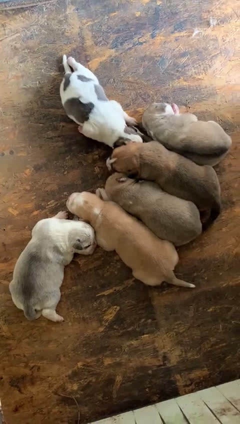 Pastore Asia Centrale cani in vendita: PASTORI ASIA CENTRALE - Video 1