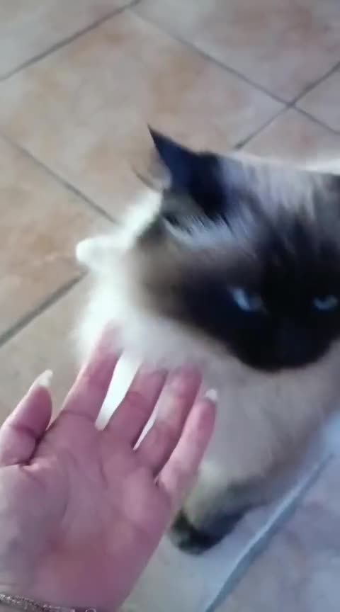 Altre razze gatti in regalo: adozione  del  cuore  URGENTE - Video 1