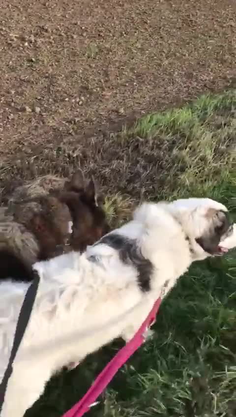Meticcio cani in regalo: GGG dolcissimo coccolone tg grande a Città metropolitana di Milano - Video 1