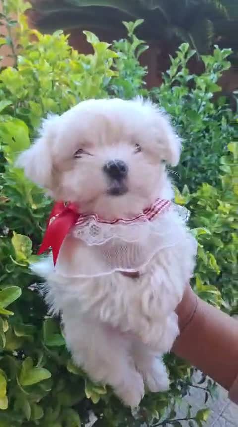 Maltese cani in vendita: Maltesi coreani - Video 1