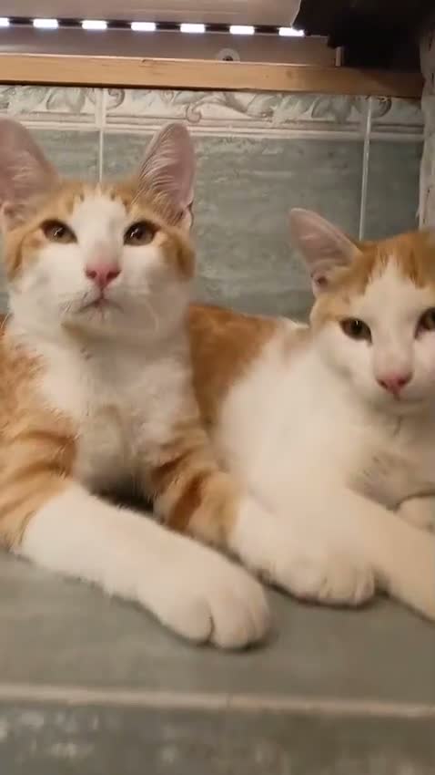 Europeo gatti in regalo: MARCO E  AURELIO DOLCISSIMI GATTINI a Città Metropolitana di Torino - Video 1